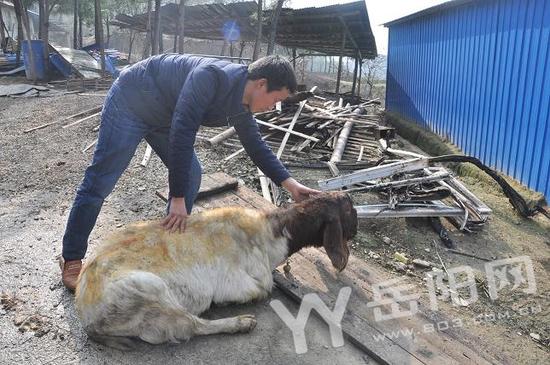 岳阳一养殖场起火 200余只山羊变烤全羊
