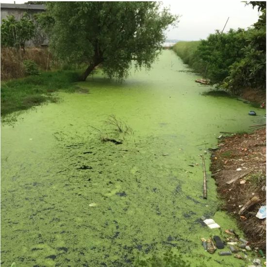 洞庭湖腹地湖南省安鄉縣安豐鄉出口洲社區房前屋后水網密布,但水污染嚴重水體發臭。