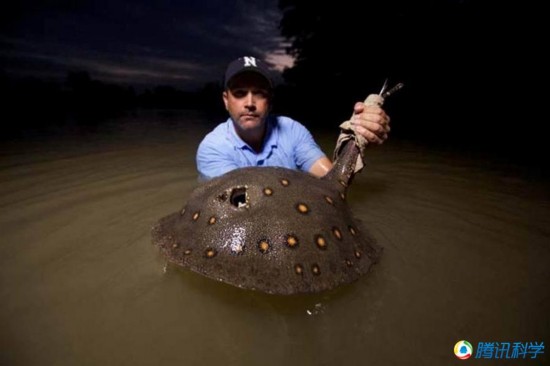 盘点即将消失的罕见巨型鱼 吸血鬼鱼黄金鲶鱼