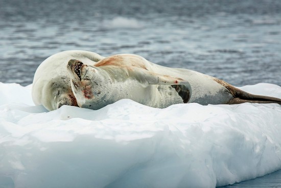 南极企鹅瞎凑热闹当电灯泡围观 破坏海豹情侣