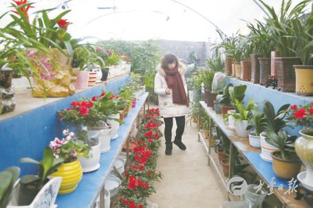 新春将至 大丰不少市民选购花卉装扮家居