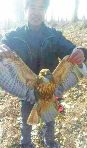 老鹰村边捕捉小鸡 被大狗一口咬住翅膀(图)