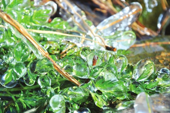 苏州继续严重冰冻 小草成了多肉植物