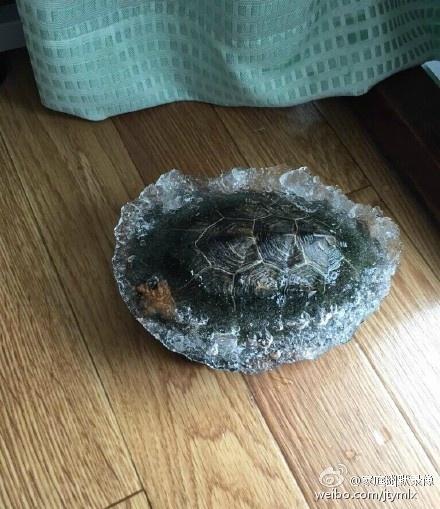 乌龟冻在冰里朋友圈刷屏 两只龟仙人的命运牵