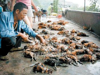  直升机 养鸡场附近 降落吓死 2000只 鸡 _扬子晚报