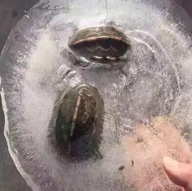 两只乌龟冻在冰里引围观 俩鳄鱼在车里被烧死