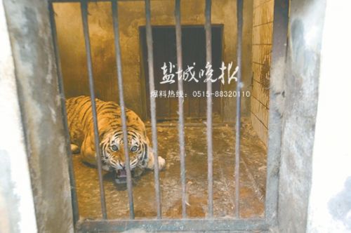 连日低温 探秘盐城动物园里动物如何过冬