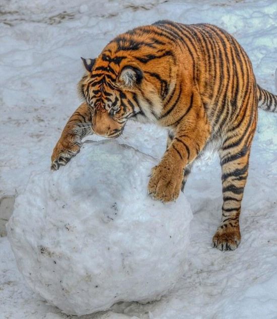 英动物园老虎玩大雪球显猫科本性憨态可掬