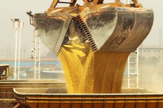 东北严打转基因 或已有非法转基因种子流入