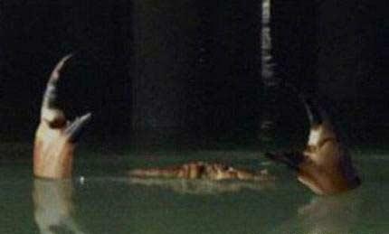 海底生物大pk:吓人卫星拍摄码头现千年螃蟹精