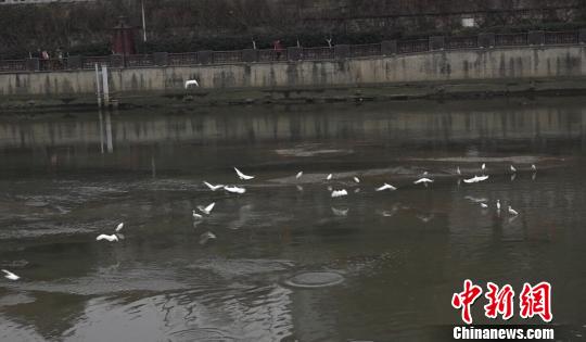 貴陽南明河：昔日“臭水溝”今日白鷺飛