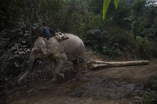 森林退化及原木出口禁令致缅甸大象失业(高清