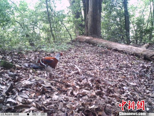 保护生物多样性浙江仙居国家公园全面禁猎