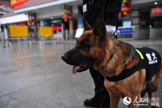 警犬在注視可疑人可疑物。