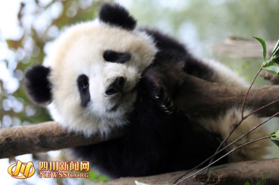 成都大熊猫基地2015级小团子齐亮相 争先恐