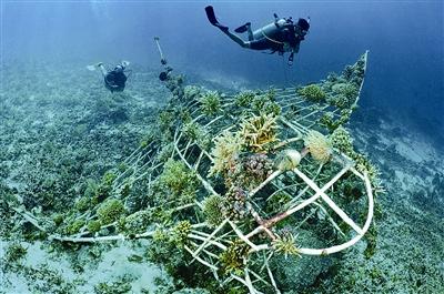 100艘船舶沉底筑巢建浙江最大人工鱼礁群