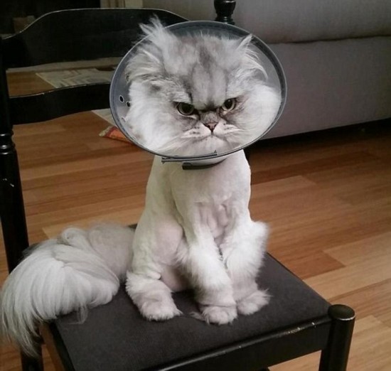 翻版不爽猫:波兰猫咪戴耻辱圈走红网络