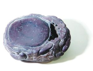 黄广康:日复一日觅古砚