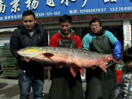 南京一水产市场惊现百斤重?鱼 老板称这种规格