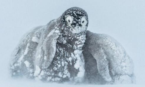 南极冰山阻断觅食路线 致15万企鹅死亡