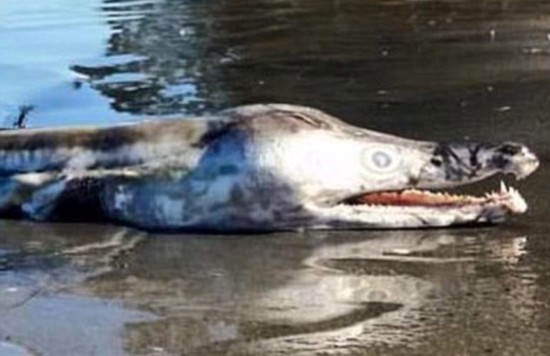ͼƬĬϱ