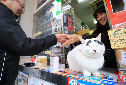 日本八字眉囧猫走红 成召唤幸福使者(图)