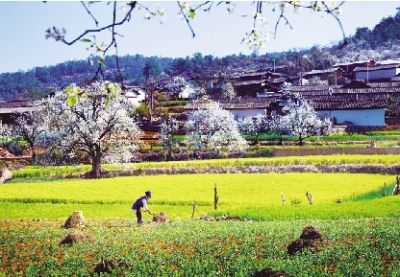 大理:天气常如二三月 花枝不断四时春(图)