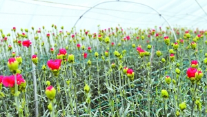 淮安涟水青年建鲜切花生产基地 年利润三千万