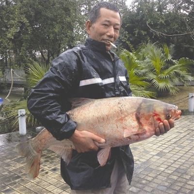 打撈出的景觀魚