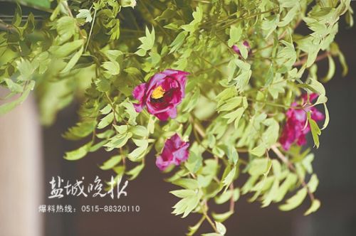 访梅赏樱寻春去 盐城春天赏花地图发布