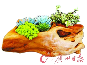 创意家居植物:最是一年春好处 多肉植物正当时