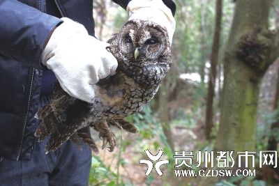 有一只猴面鹰(国家二级保护动物)飞进航站室内,李先生及同事怕它被