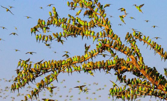 震撼!8万只虎皮鹦鹉齐飞如绿色旋风(组图)