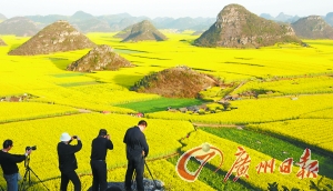 油菜花海那么多 如此多线路该去哪？