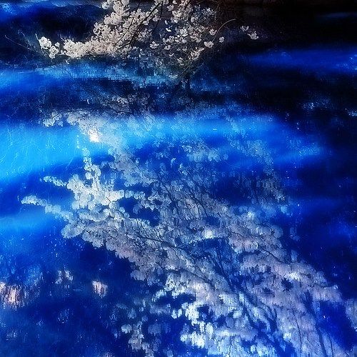 又到山花烂漫时：春暖花开说说赏樱那些事（图）