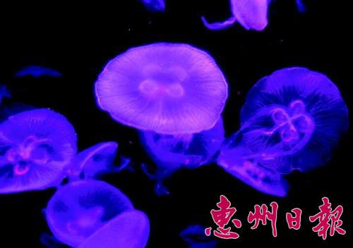 惠州巽寮两天游有新玩法 休闲2天游只需198元