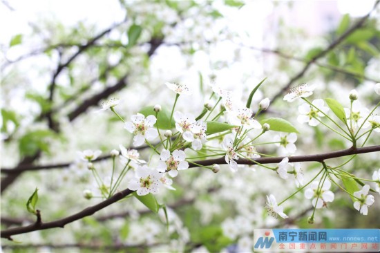 西大李花竞相开放