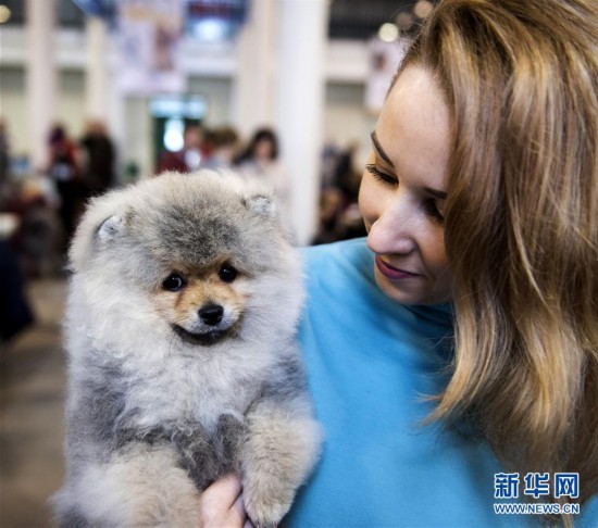 立陶宛首都举办国际宠物犬展