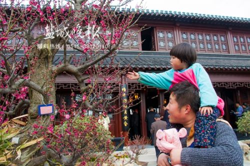 江苏省内最大规模梅园亮相盐城大丰