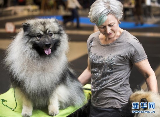 立陶宛首都举办国际宠物犬展