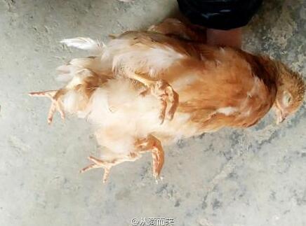 朱女士告诉记者,因为四条腿的鸡太过稀奇,前来围观的人太多,把它吓坏