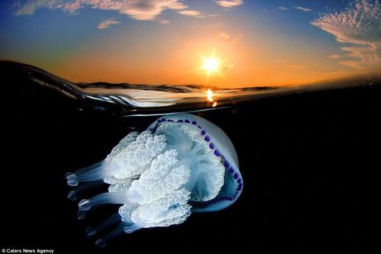 美到窒息!摄影师潜入3米海水中拍摄水母“舞蹈”