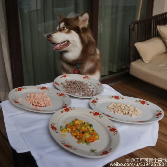 狗生赢家!王思聪爱犬王可可五星酒店吃豪华大