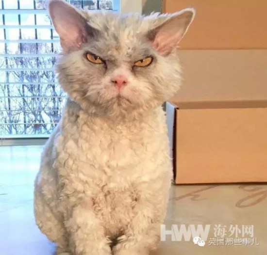 英国"抹布猫"走红网络:眼神犀利杀气腾腾(组图)