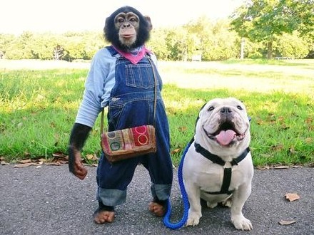 满的回忆 《狗狗猩猩大冒险》斗牛犬詹姆斯去