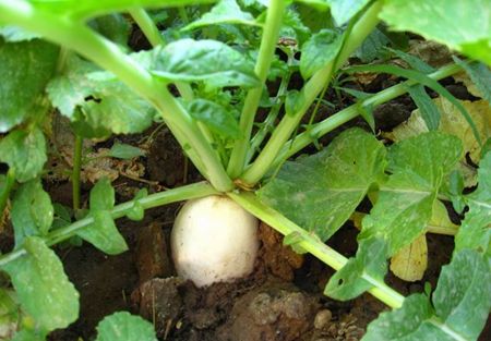 柚子皮、橘核、白萝卜叶 这些厨房边角料用好