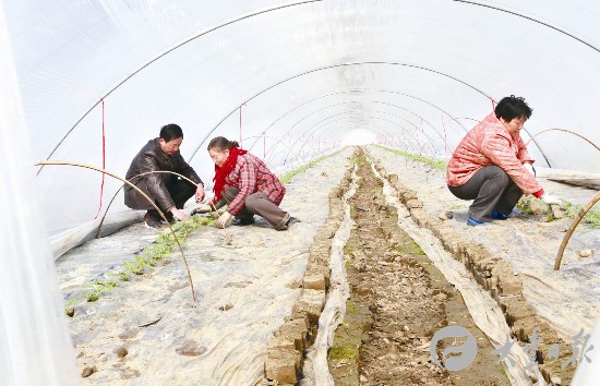 盐城大丰刘庄镇农技人员指导村民春季生产