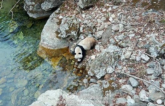 村民偶遇大熊貓喝水 憨態可掬如酗酒醉漢萌翻網友(圖)