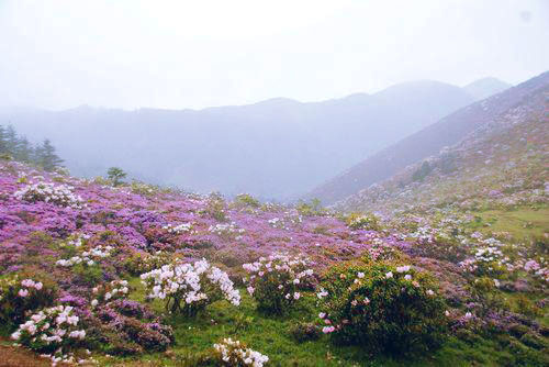 山顶上的索玛花曲谱拉玛伊雅_海蒂·拉玛