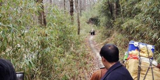 村民偶遇大熊貓喝水 憨態可掬如酗酒醉漢萌翻網友(圖)
